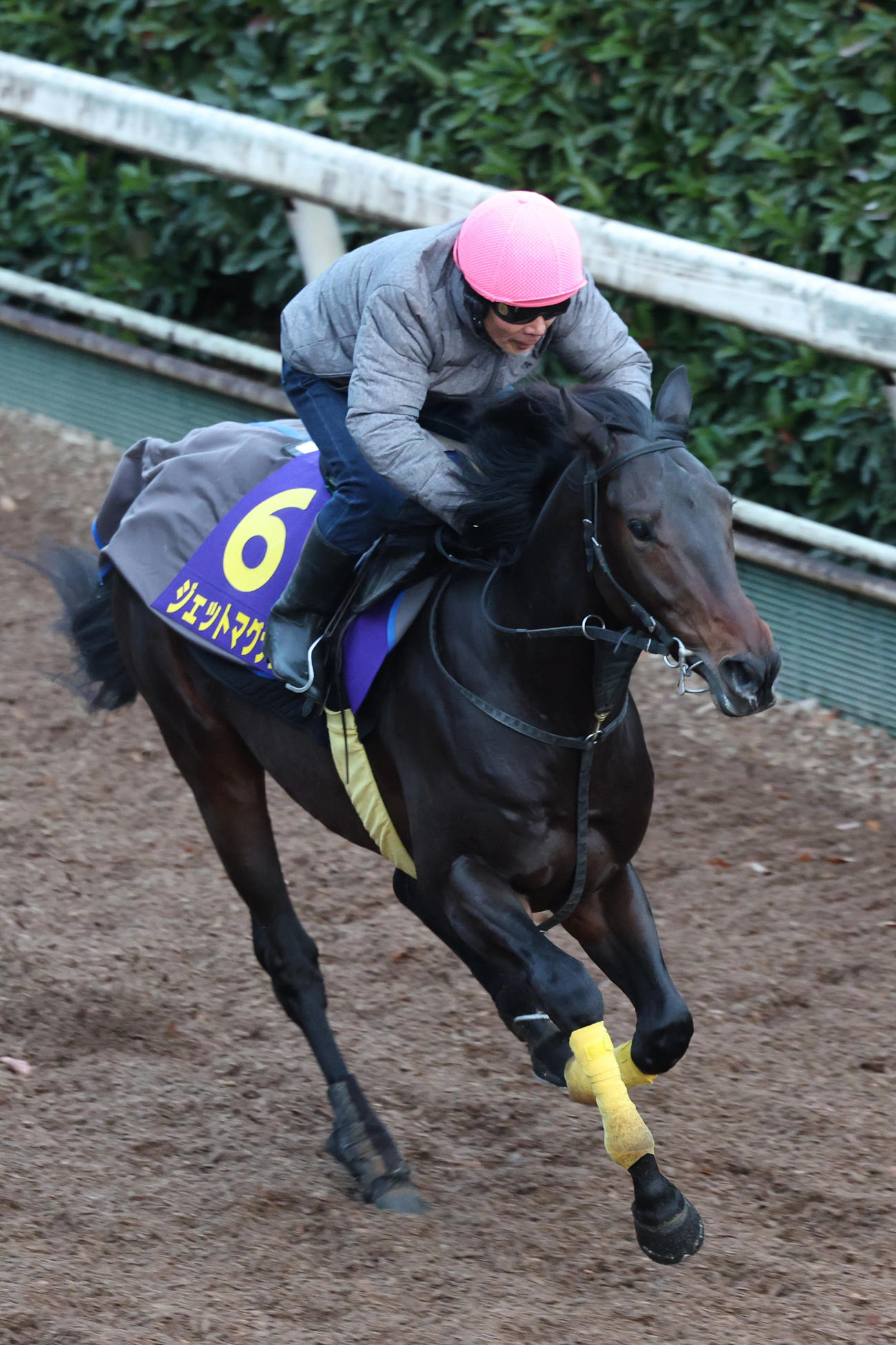 坂路で強めに追い切るジェットマグナム