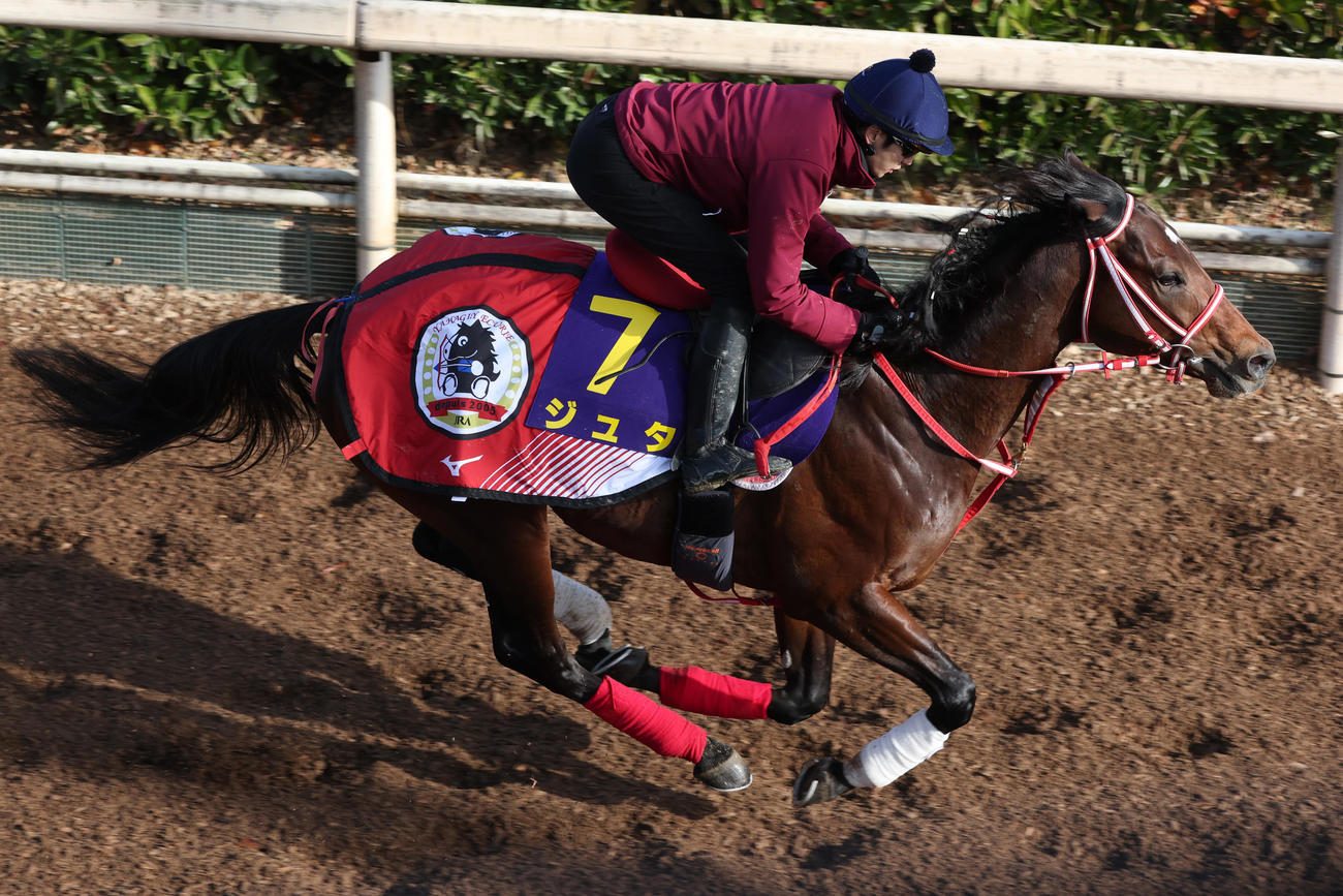 坂井瑠星騎手を背に坂路で追い切るジュタ