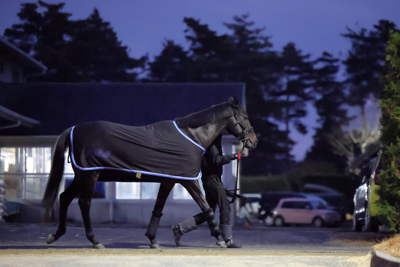 夜明け前、厩舎周りを引き運動で調整されたマジックサンズ