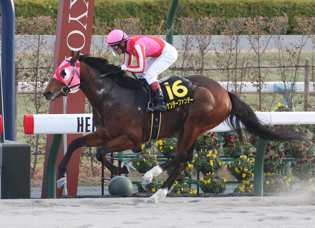直線抜け出してベテルギウスSを制したサンデーファンデー（撮影・白石智彦）