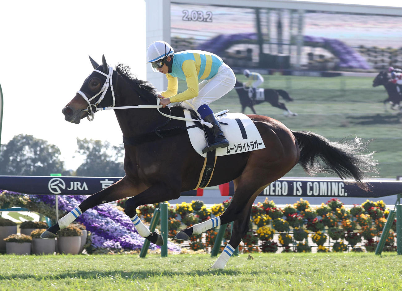 京都5R、直線外から伸びて新馬戦を制したムーンライトラガー（撮影・白石智彦）