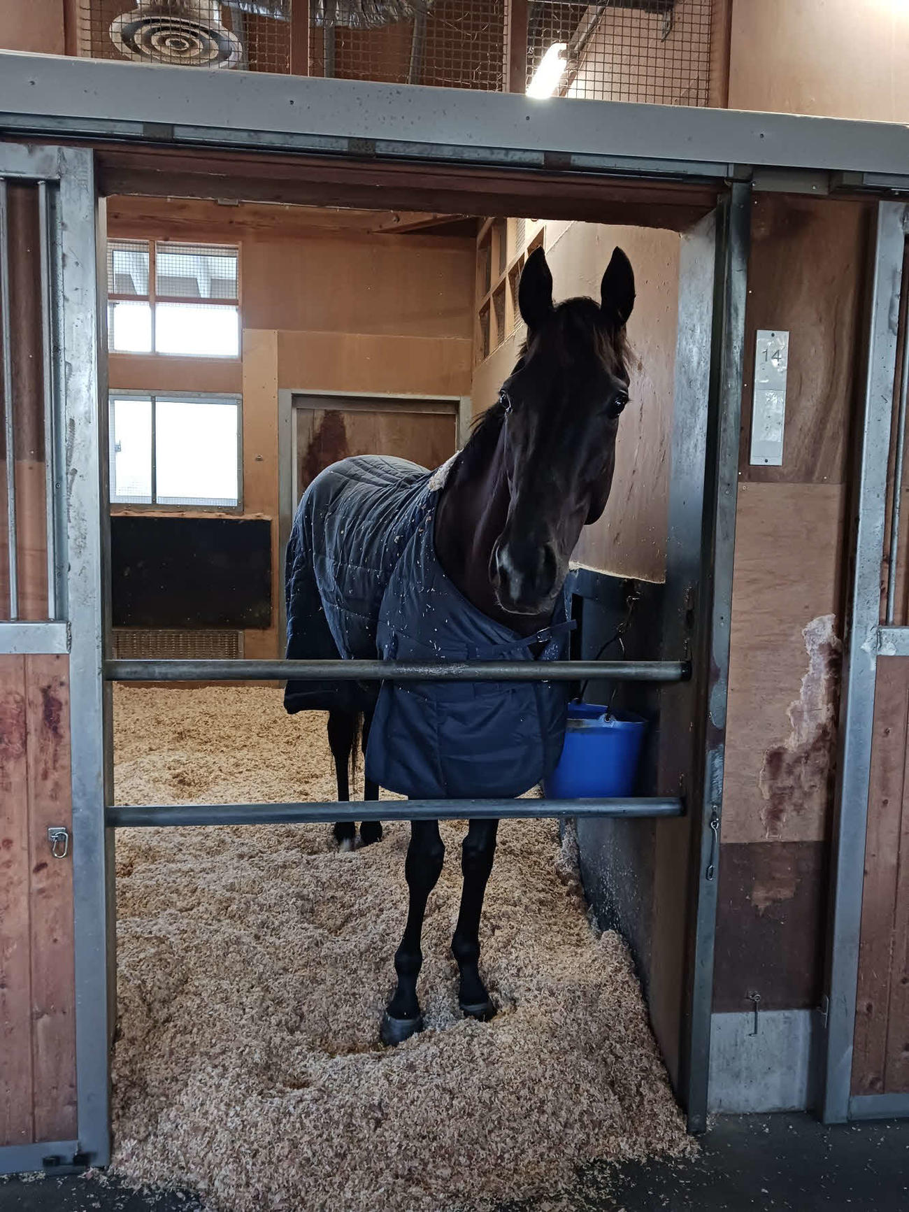ホープフルS制覇から一夜明け、馬房でくつろぐクロワデュノール（撮影・奥田隼人）