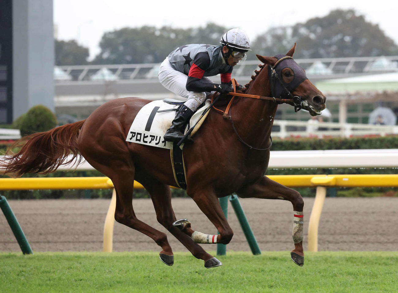 24年11月、東京5R、2歳新馬戦を制したアロヒアリイ