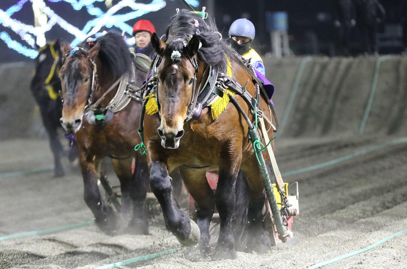 帯広記念を制したコウテイ（写真提供・ばんえい十勝）