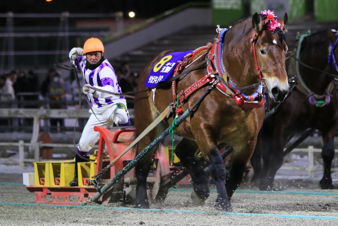 天馬賞を制し、4歳路線3冠制覇を達成したタカラキングダム（写真提供・ばんえい十勝）
