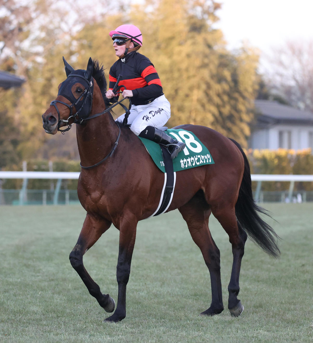 日刊スポーツ賞中山金杯で9着のホウオウビスケッツとドイル騎手（撮影・柴田隆二）