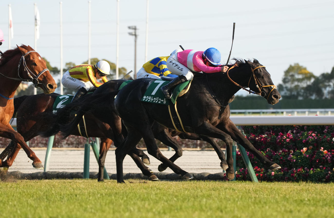 京都金杯を制したサクラトゥジュール（撮影・森本幸一）
