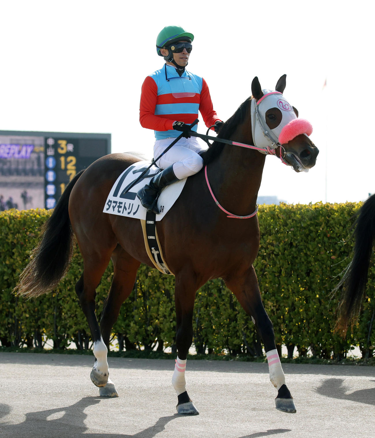 新馬戦を制したタマモトリノと大野騎手（撮影・柴田隆二）