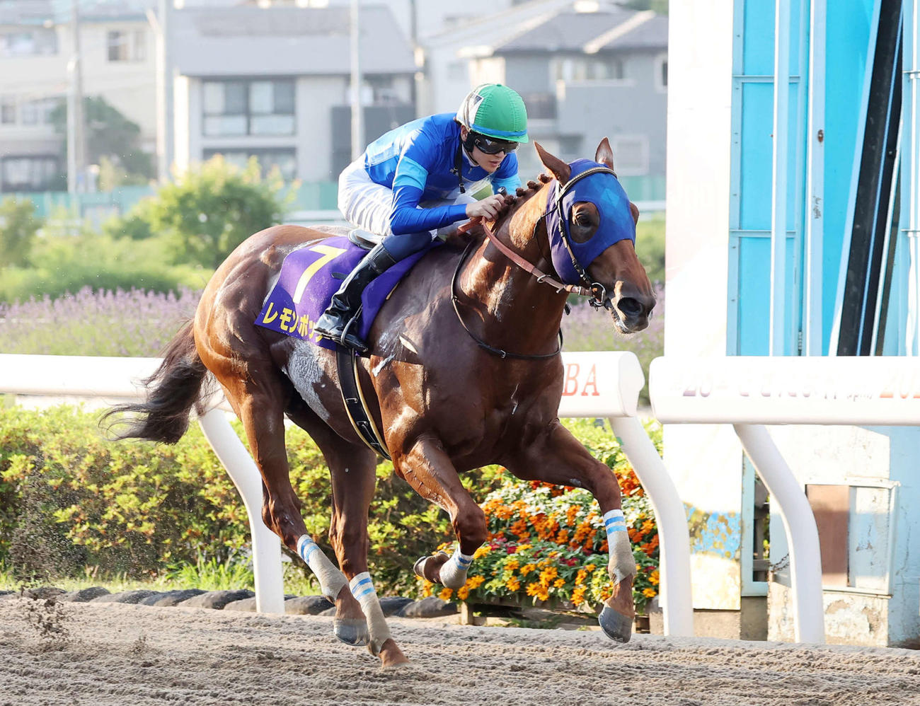 さきたま杯を制したレモンポップと坂井瑠星騎手（撮影・鈴木正人）