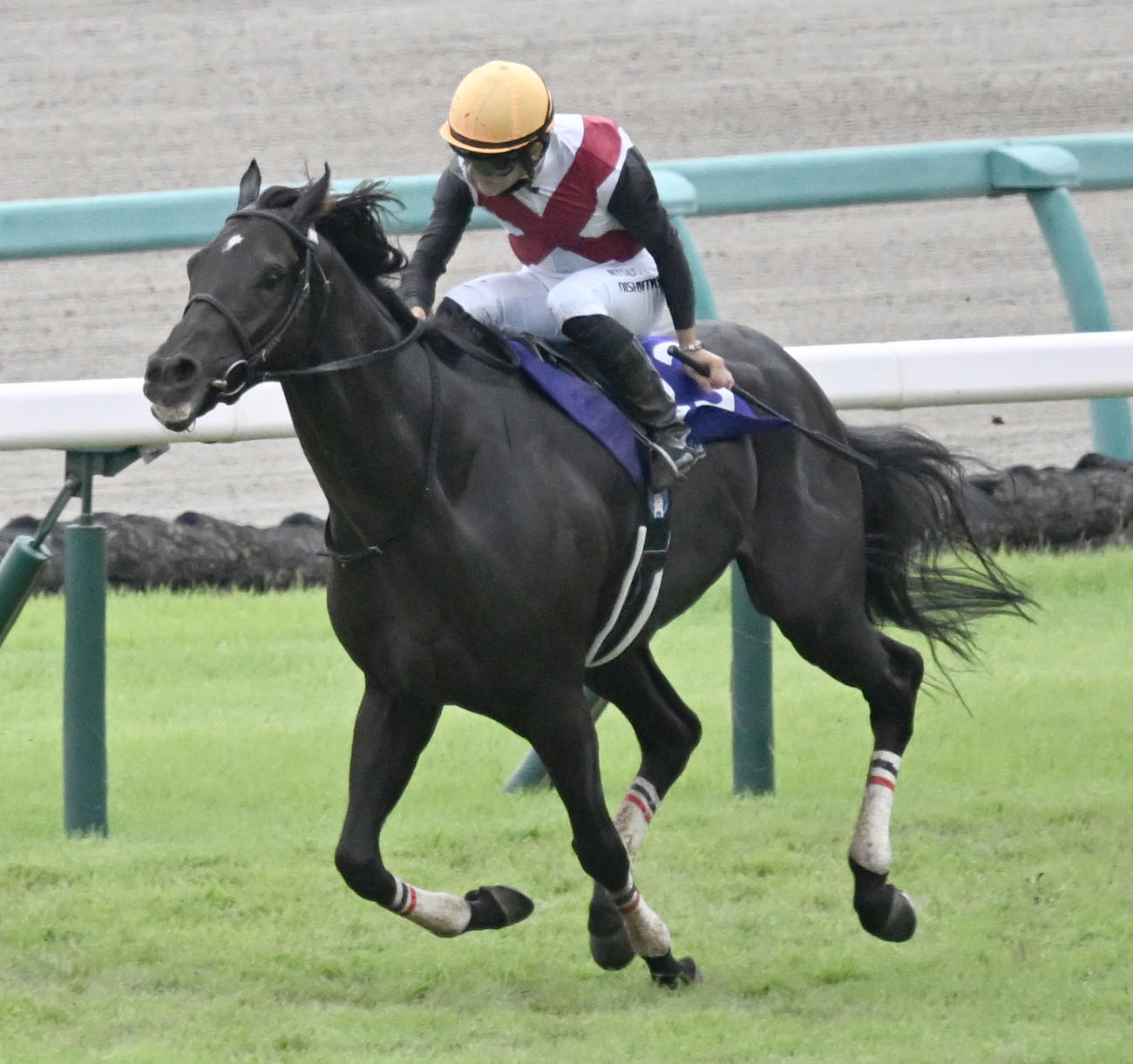 スプリンターズSを制したルガルと西村騎手（2024年9月29日撮影）