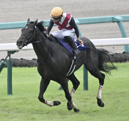 スプリンターズSを制したルガルと西村騎手(2024年9月29日撮影)