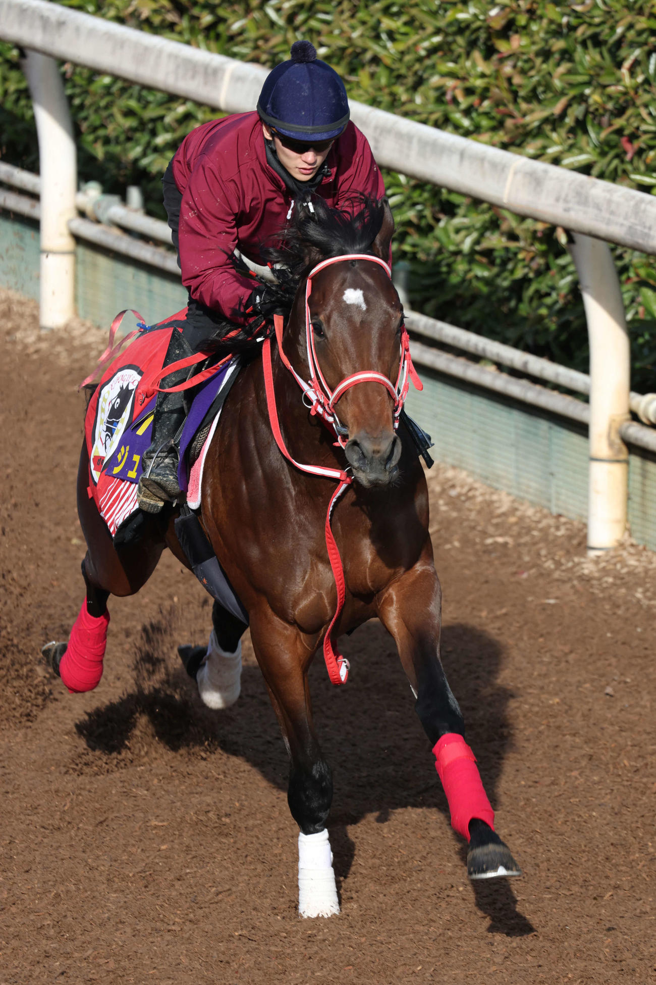 ジュタ（2024年12月25日撮影）