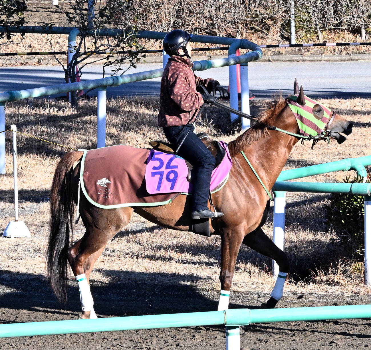 乗り運動するジョリーレーヌ（撮影・千葉一成）