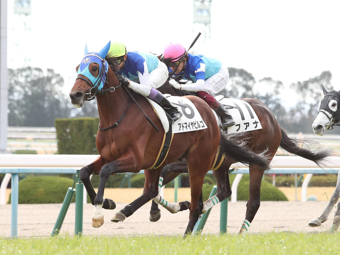 20年1月19日、京都6R新馬戦で武豊騎手を背に快勝したアドマイヤビルゴ