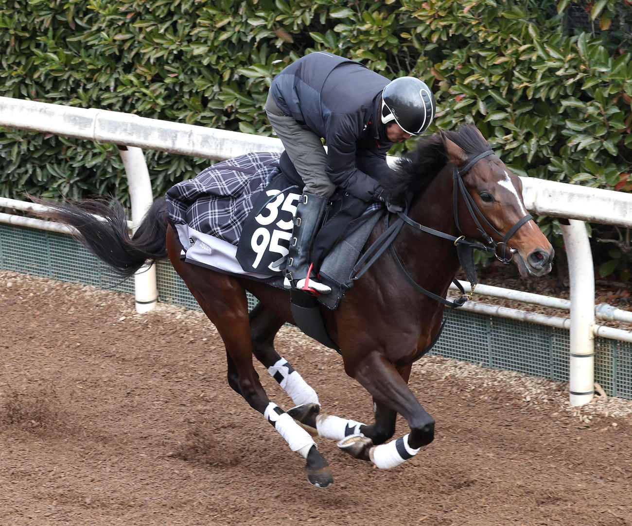 9日、坂路を単走で追い切るポッドドンナー