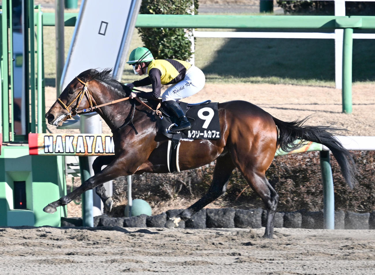 中山9R、黒竹賞を制したルクソールカフェとキング騎手（撮影・千葉一成）