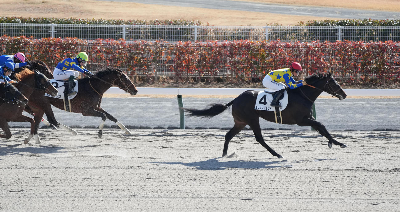 中京4R、新馬戦を制したヨリノレジェンド（撮影・森本幸一）