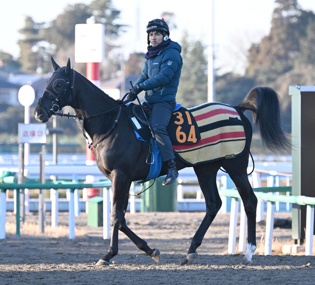 馬場に向かうガルダイア（25年1月9日撮影）