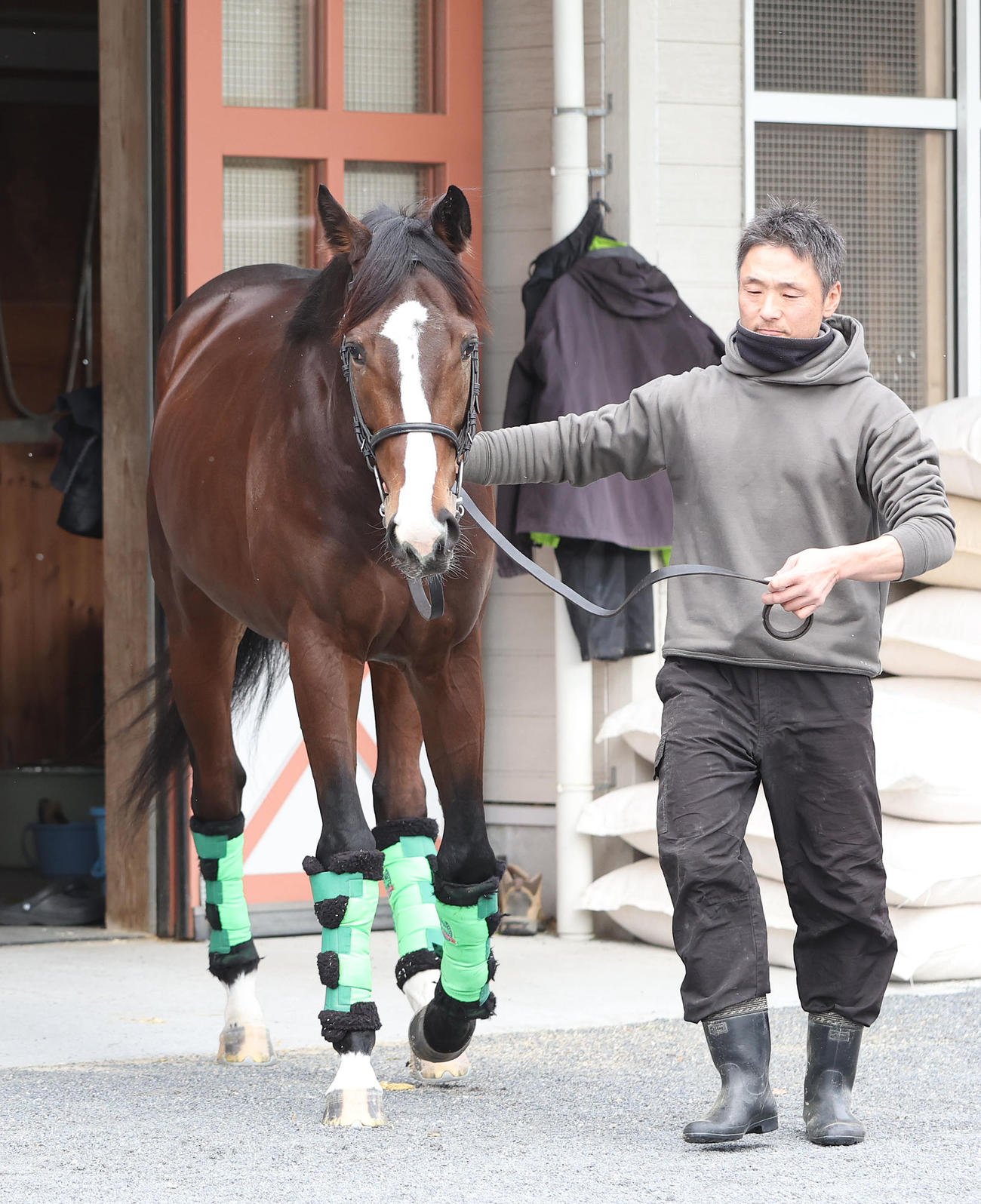 京成杯に出走予定のゲルチュタール（撮影・白石智彦）