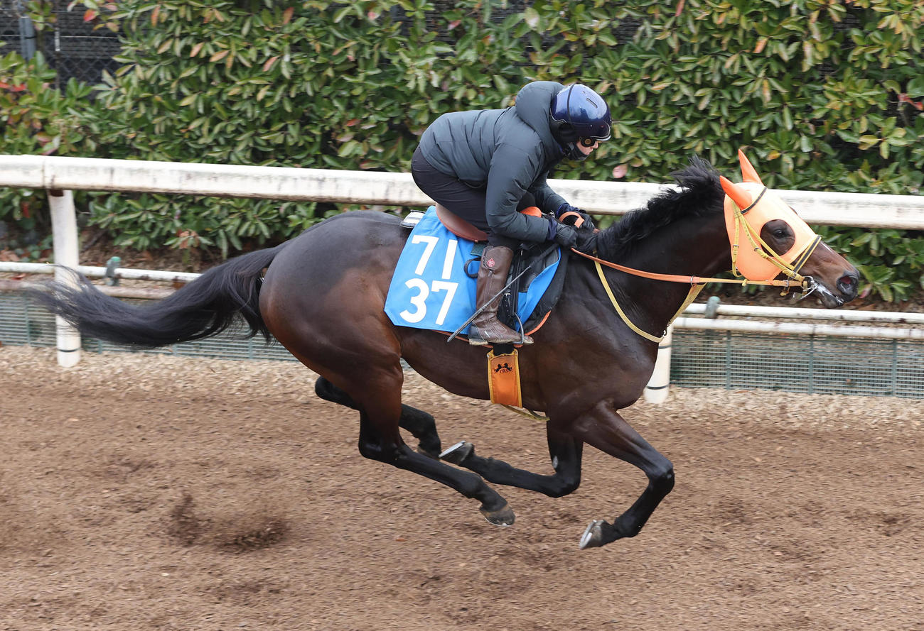 鮫島駿騎手を背に坂路を単走で追い切るショウナンラプンタ（撮影・白石智彦）