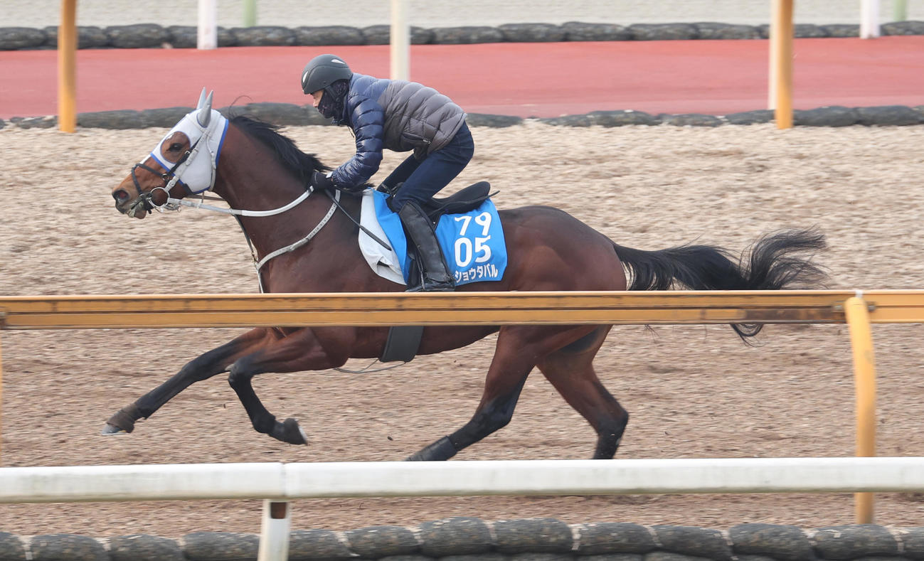 CWコースで追い切るメイショウタバル