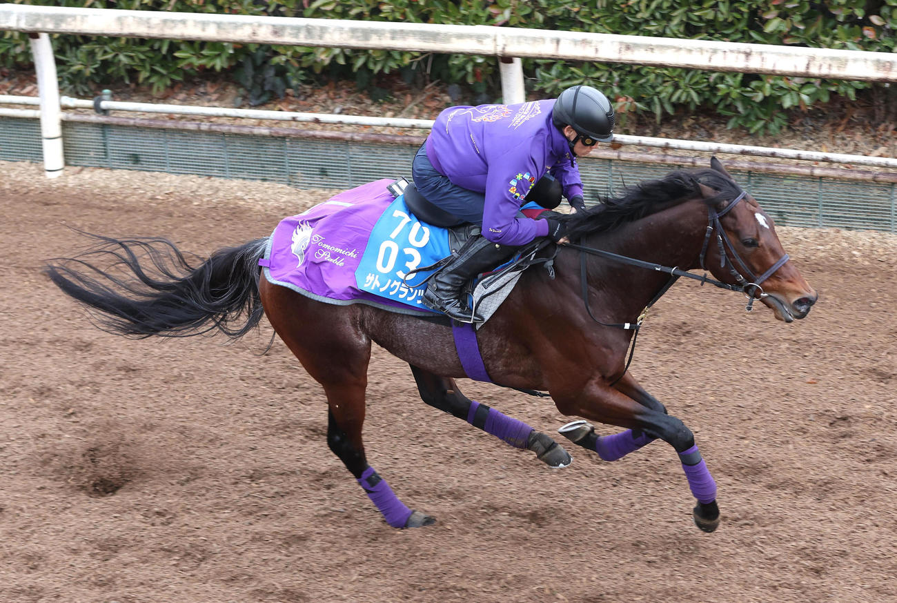 坂路を単走で追い切るサトノグランツ（撮影・白石智彦）