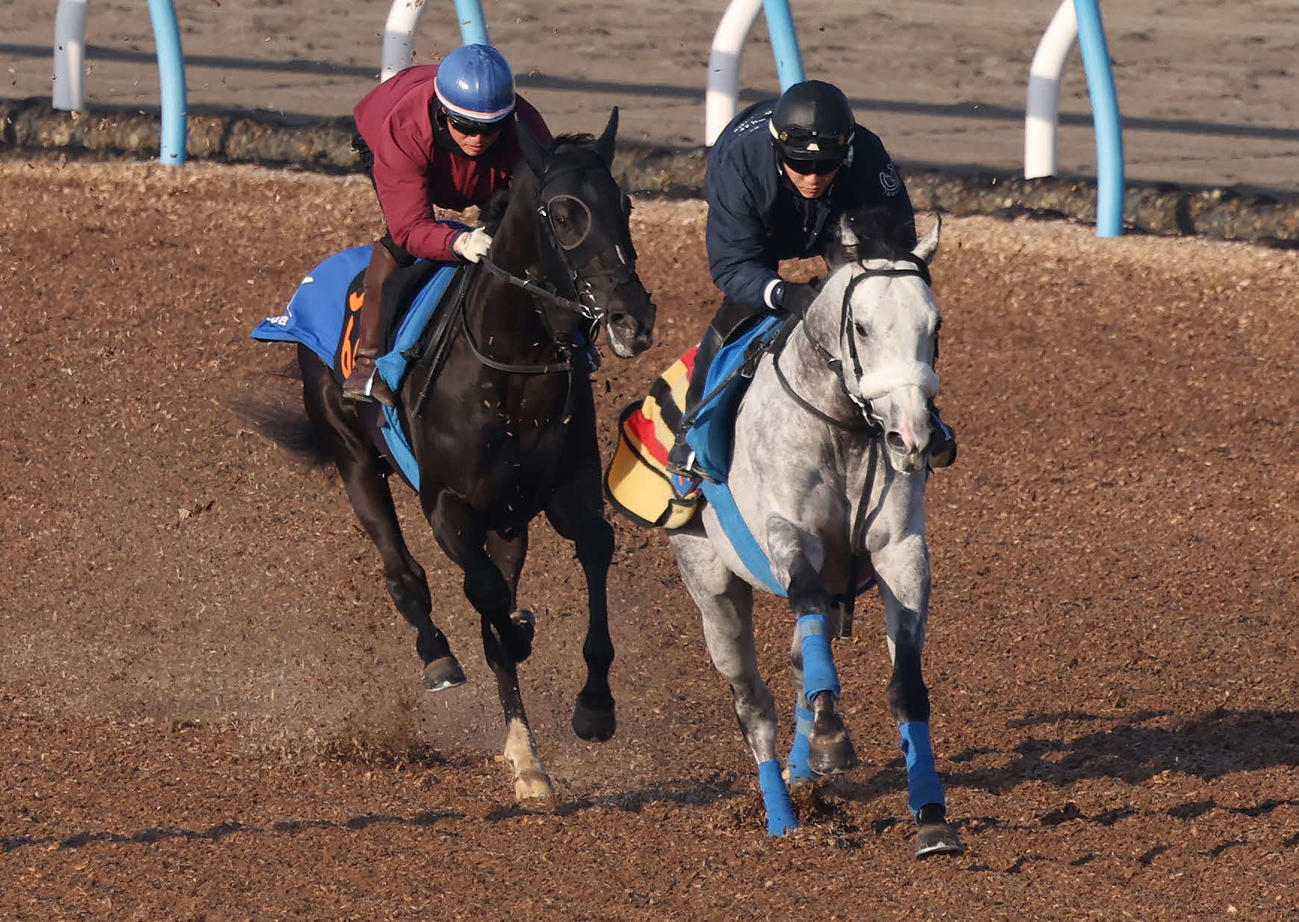 ガルダイア（左）は杉原騎手を背に美浦ウッドで先行する古馬オープン馬のプラチナトレジャーを追走した（撮影・丹羽敏通）