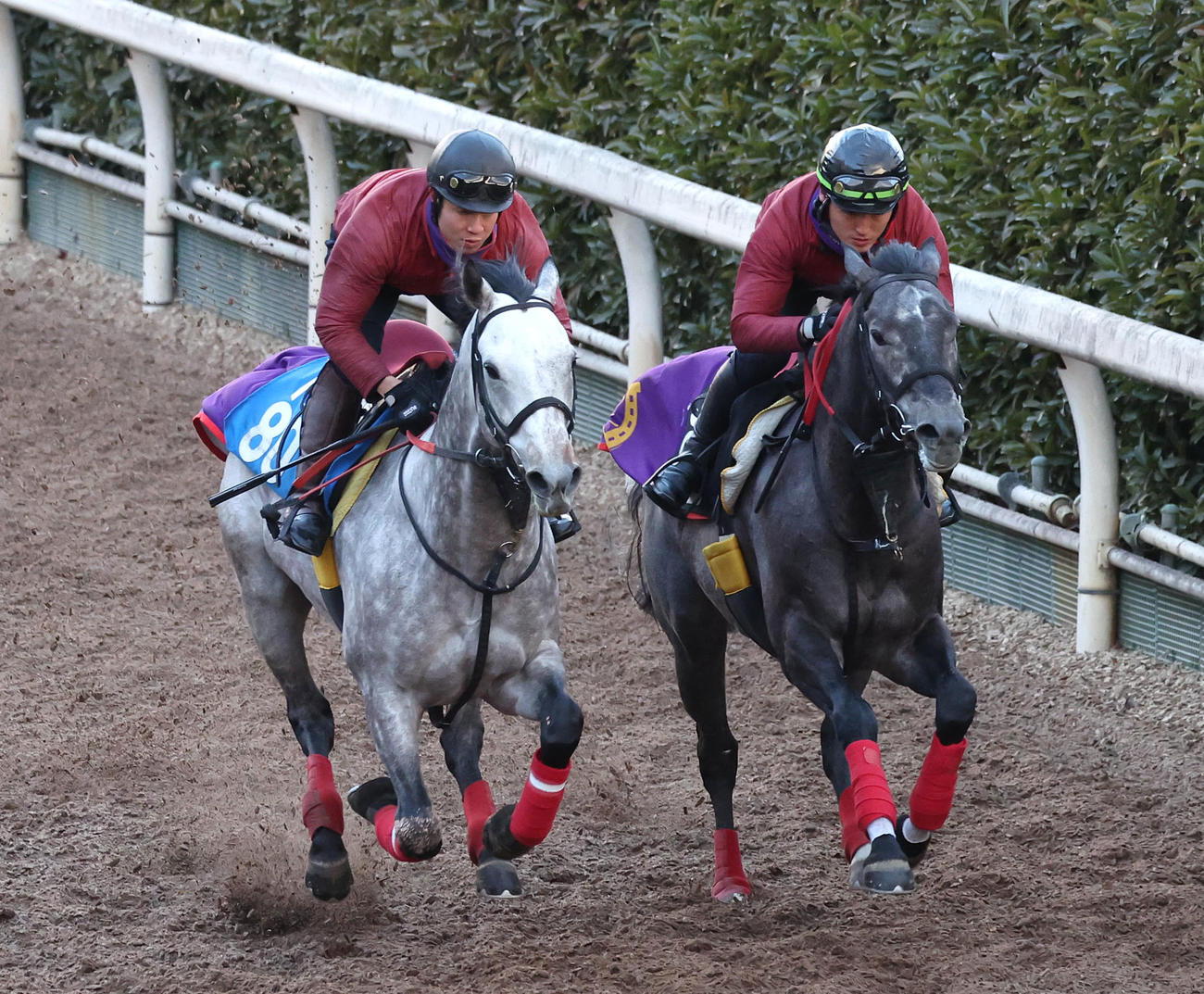 坂路をナイトアクアリウム（左）と併せ馬で追い切るミニトランザット（撮影・白石智彦）