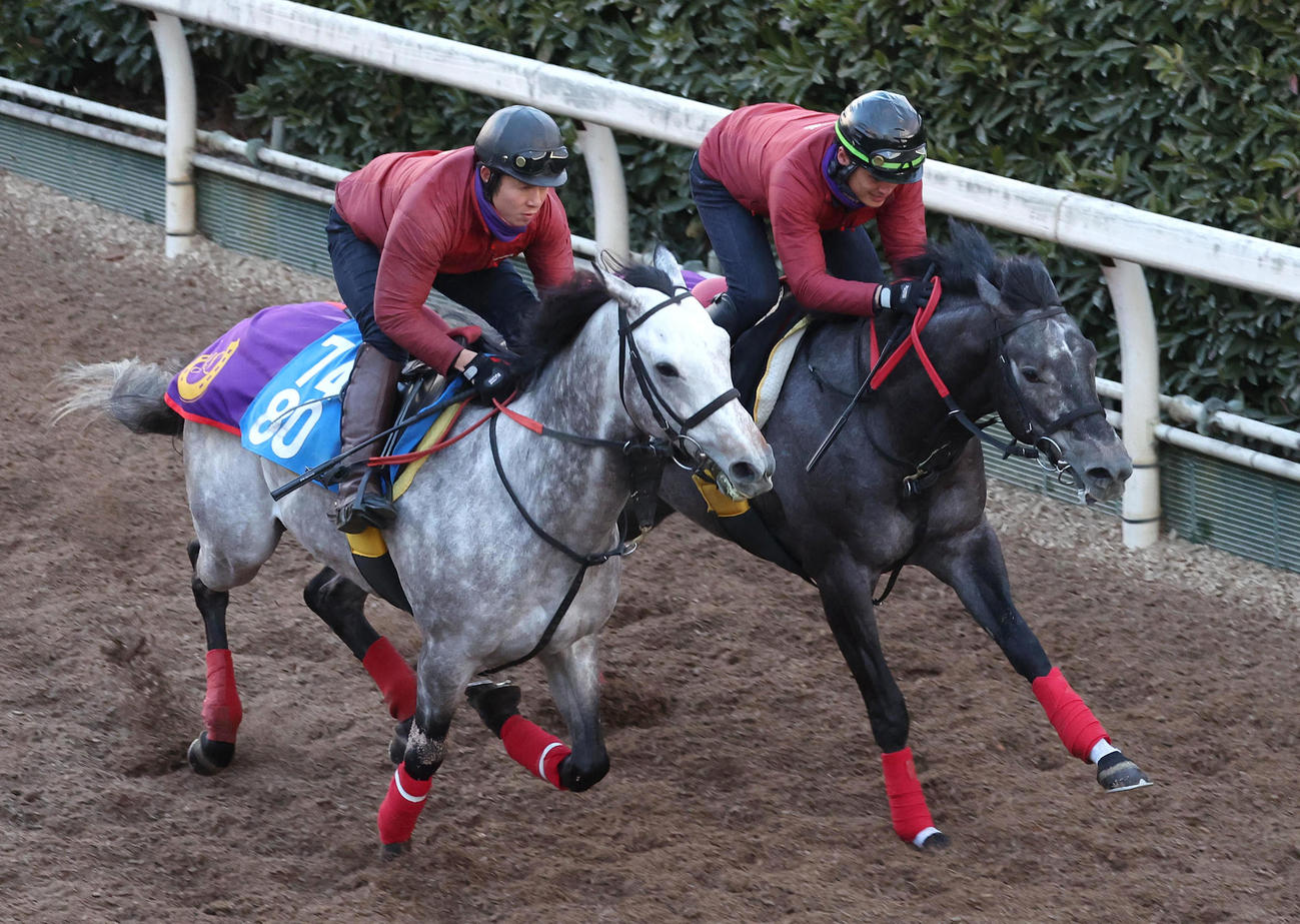 坂路をナイトアクアリウム（左）と併せ馬で追い切るミニトランザット（撮影・白石智彦）