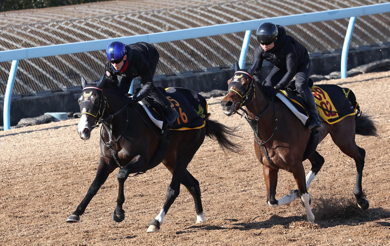ニシノエージェント（左）は津村騎手を背にセイウンマカロンと併せて追い切られた（撮影・丹羽敏通）