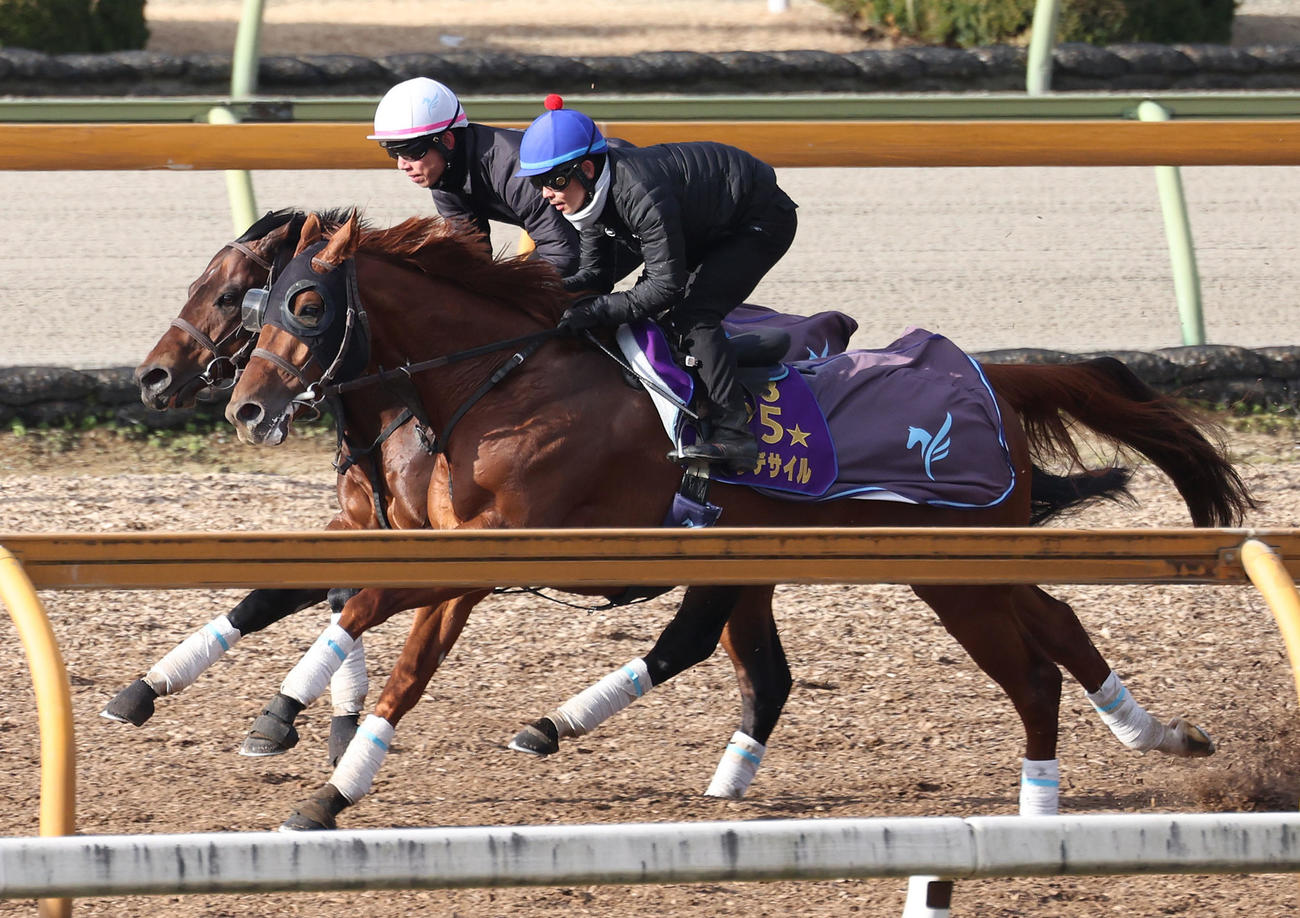 戸崎騎手を背にCウッドをアルトシュタット（奥）と併せ馬で追い切るダノンデサイル（撮影・白石智彦）