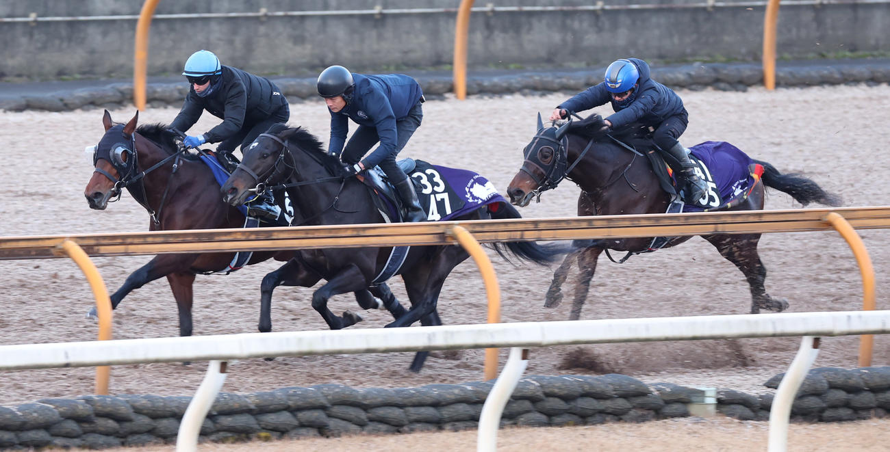 Cウッドを3頭併せで追い切るセンツブラッド（中央）