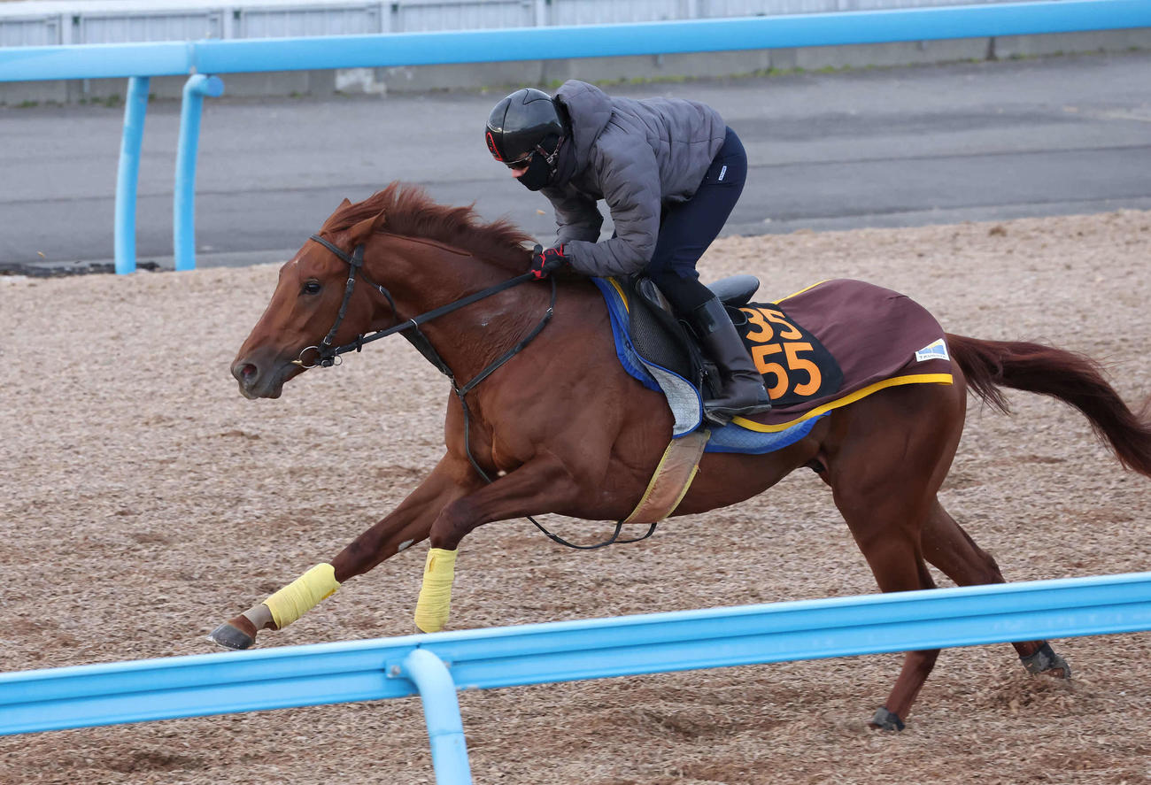 パッションリッチは美浦ウッドを単走で追い切られた（撮影・丹羽敏通）