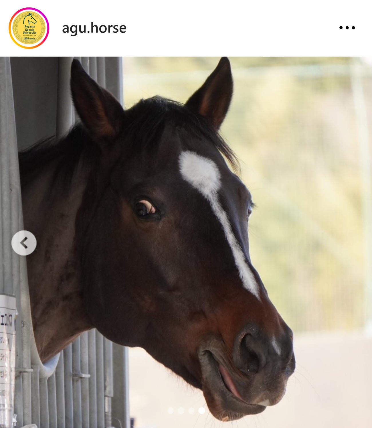 馬房から顔を出すヴェロックス（青学大馬術部のインスタグラムから）