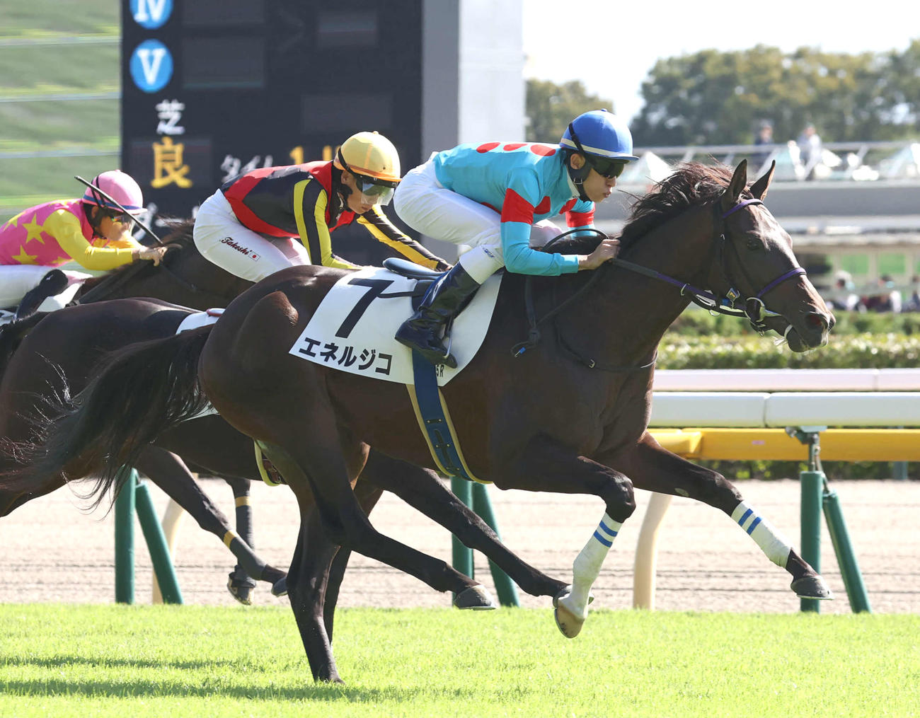 24年10月20日東京5Rの新馬戦を制したエネルジコ