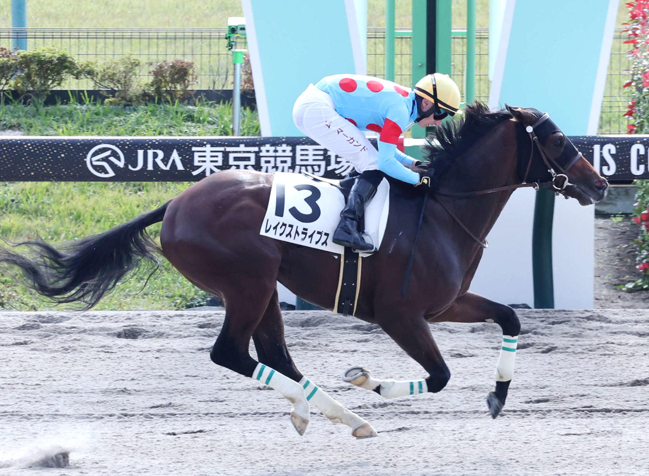 24年11月17日東京4Rの新馬戦を制したレイクストライプス