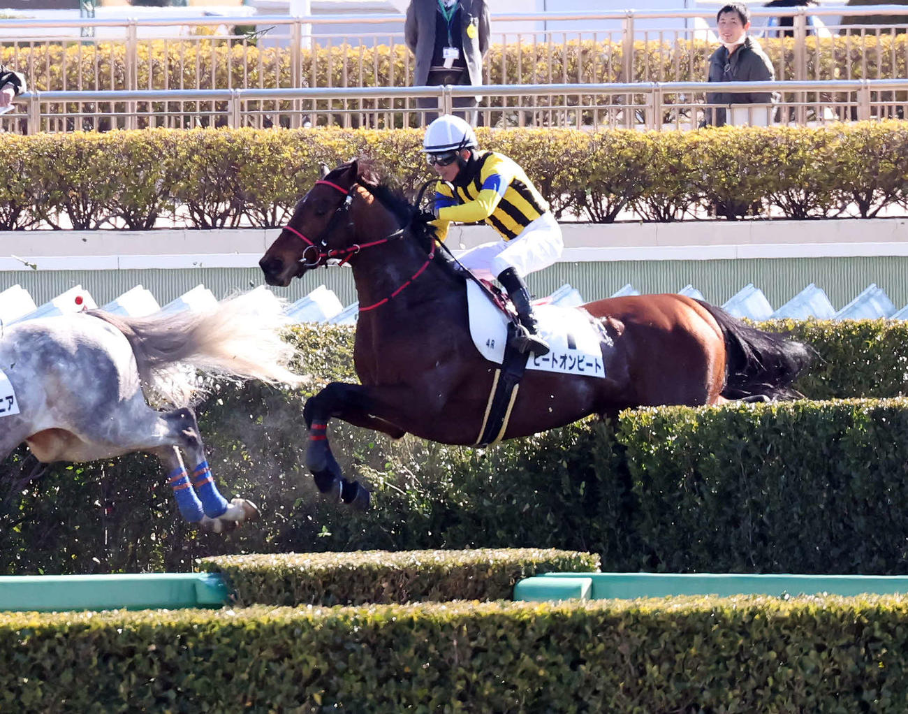 中山4R、障害4歳上未勝利戦を初出走で制したヒートオンビートと石神深騎手（撮影・丹羽敏通）