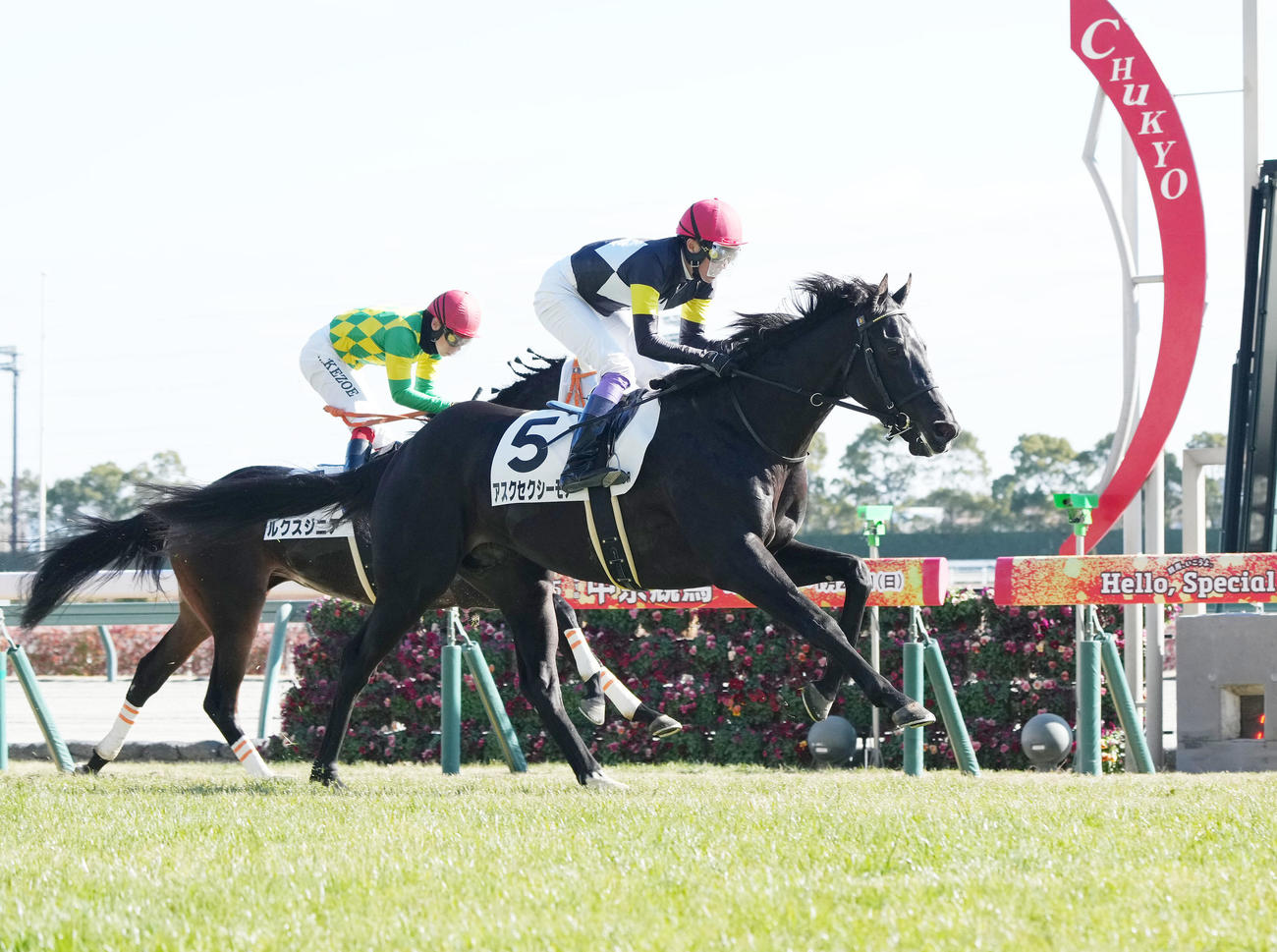 中京6Rで勝利したアスクセクシーモア（撮影・森本幸一）