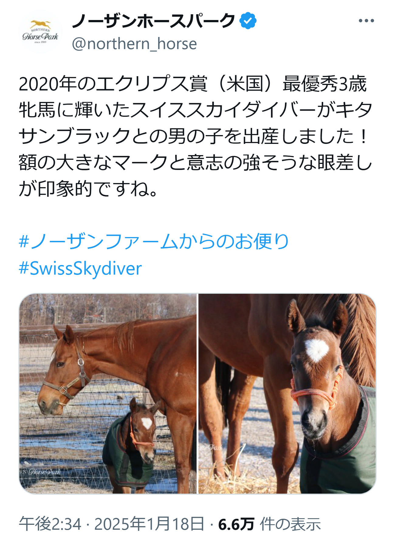 スイススカイダイバーのキタサンブラック産駒出産を伝えるノーザンホースパークのX