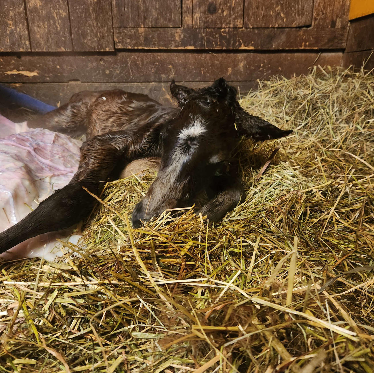 18日に誕生した父タイトルホルダー、母ダフィネの牝馬（提供Blooming Farm）