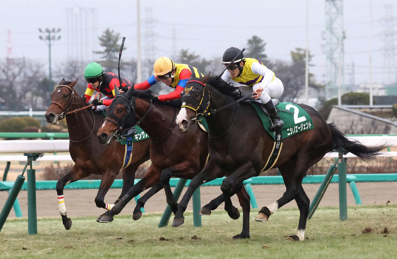 中山11R、京成杯2着のドラゴンブースト（中央）（撮影・丹羽敏通）