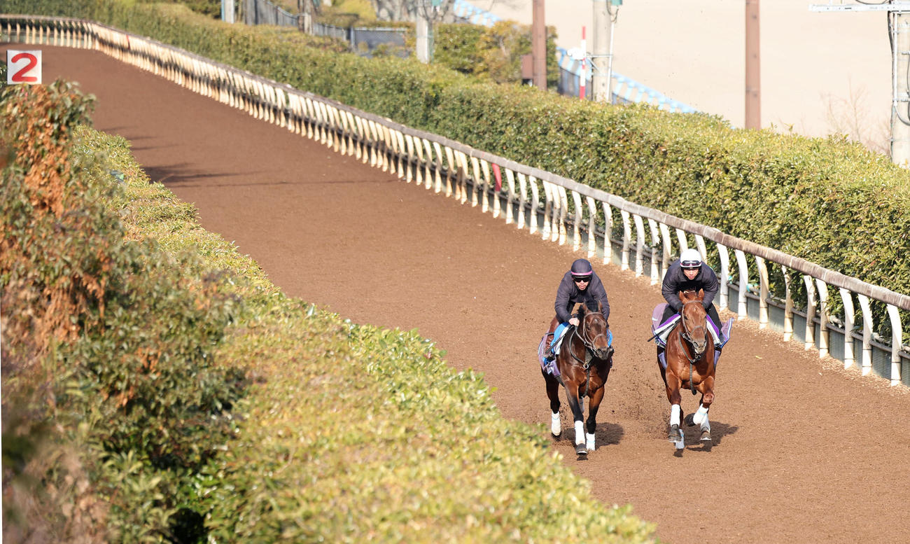 安田翔師を背にダノンデサイル（右）は坂路でアルトシュタットと併せて追い切られた（撮影・白石智彦）