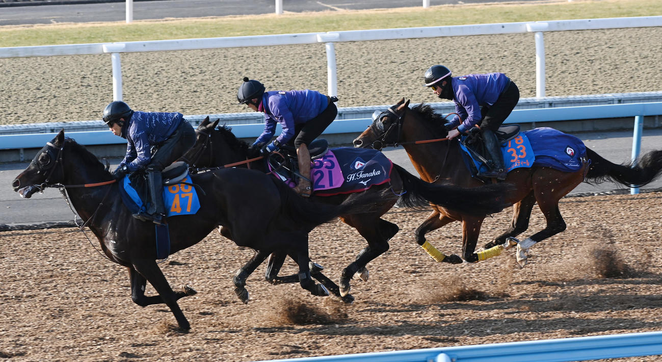 レーベンスティール（右）はプリティディーヴァ（中央）、ウェットシーズンと併せて追い切る