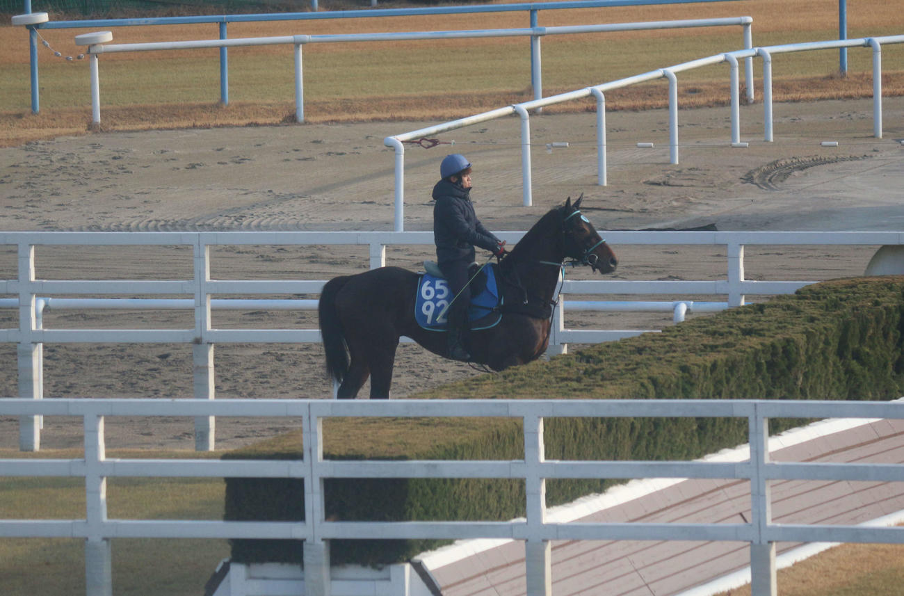 24日朝、スクーリングをするアンクルブラック（25日の小倉5R出走）