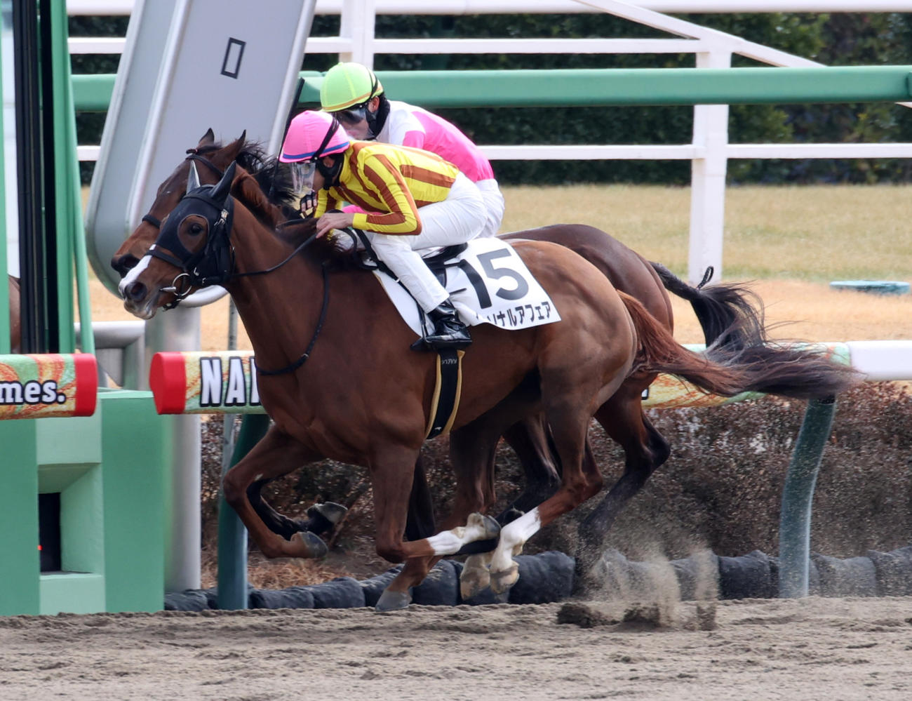 中山4R、新馬戦を制したパーソナルアフェア（手前）（撮影・柴田隆二）