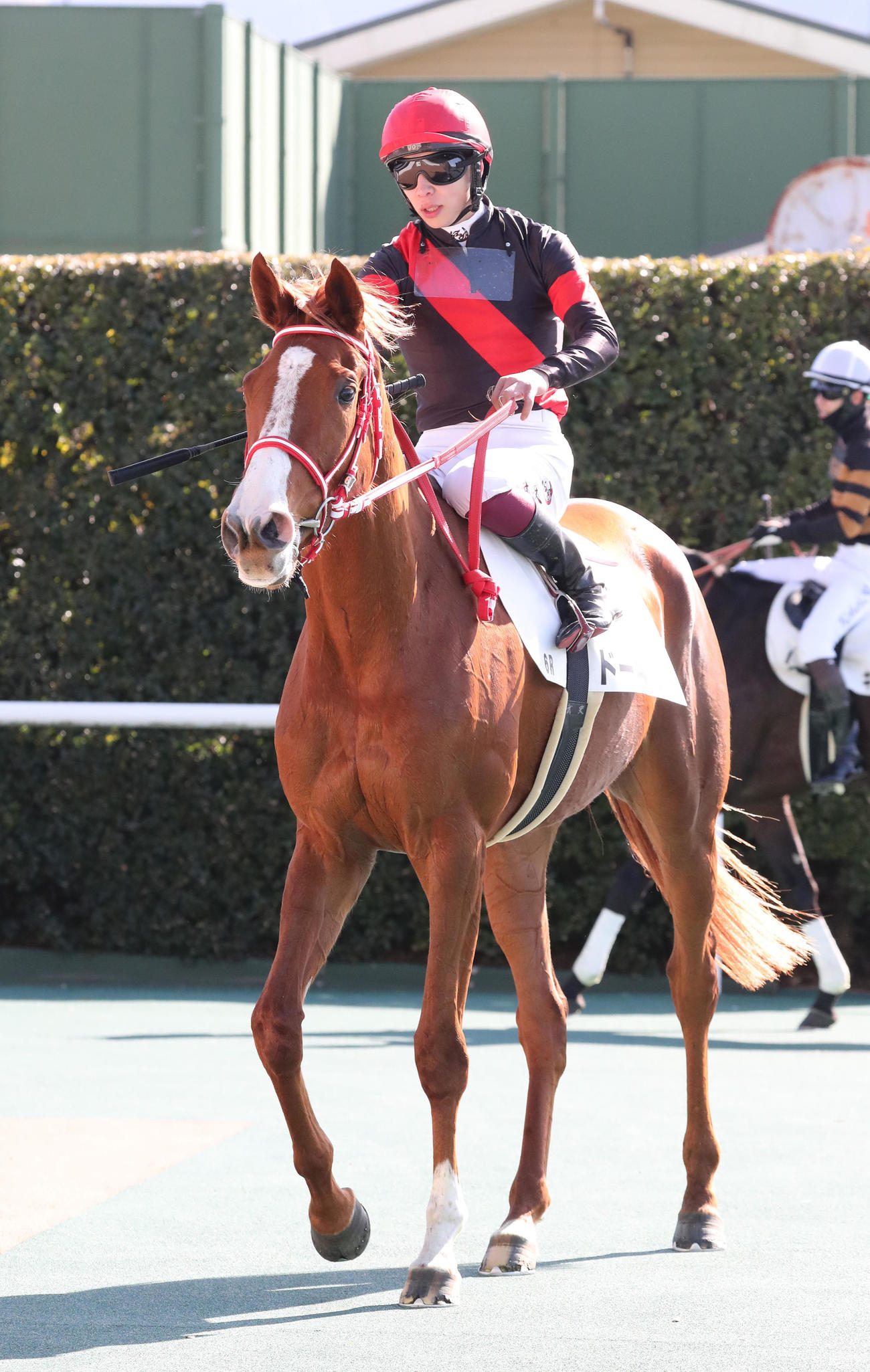 新馬戦を制したドーギッドと横山武騎手（撮影・梅根麻紀）