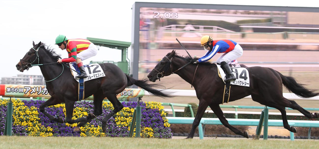中山5R、新馬戦を制したブルーマエストロ（左）、2着インパクトシー（撮影・柴田隆二）