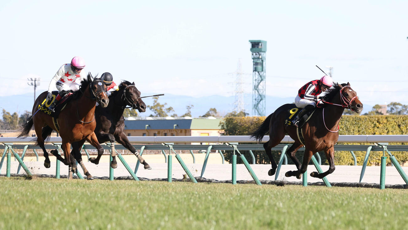 若駒Sを制したジュタ。（左から）2着ミッキーゴールド、3着ミラージュナイト（撮影・白石智彦）