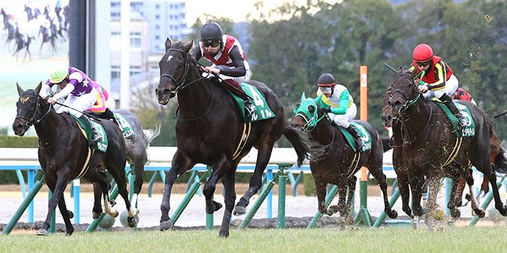 直線抜け出してシルクロードSを快勝したルガル（左から2頭目）（撮影・白石智彦）＝2024年1月28日、京都競馬場