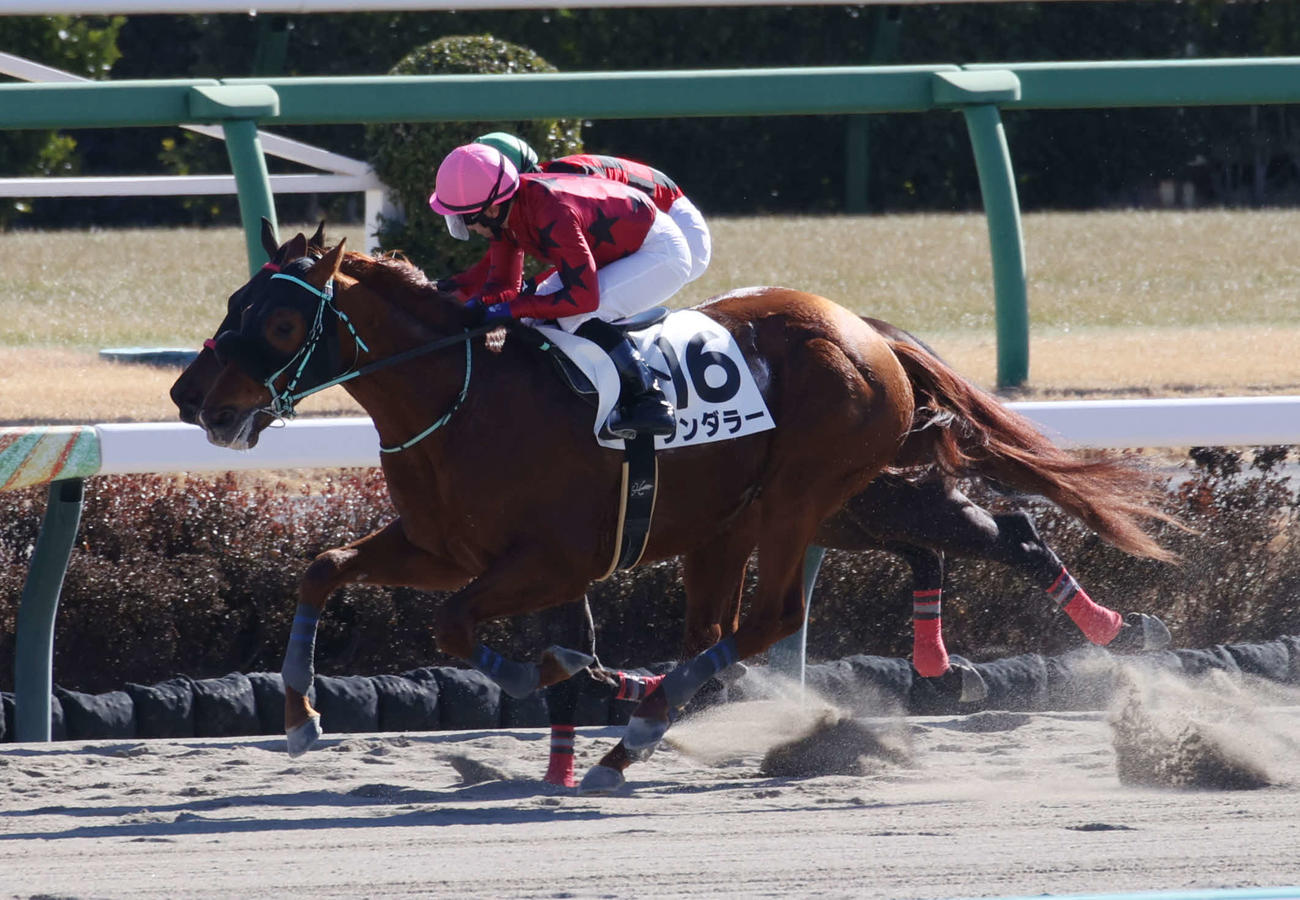 中山4R、新馬戦を制したワンダラー（手前）（撮影・柴田隆二）